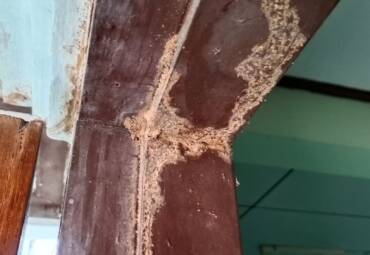 Tratamiento de termitas