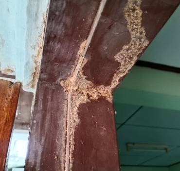 Tratamiento de termitas