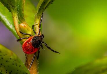 Control de garrapatas y chinches