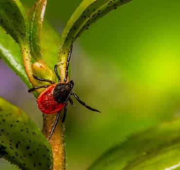 Control de garrapatas y chinches