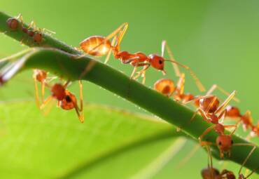 Control de hormigas