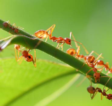 Control de hormigas
