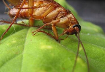 Control de Cucarachas