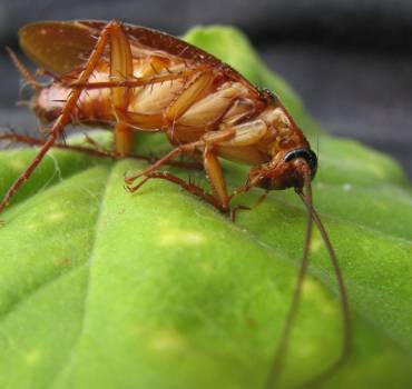 Control de Cucarachas