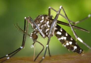 Control de mosquitos
