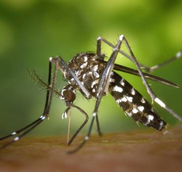 Control de mosquitos