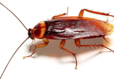 ¿Las cucarachas pican?